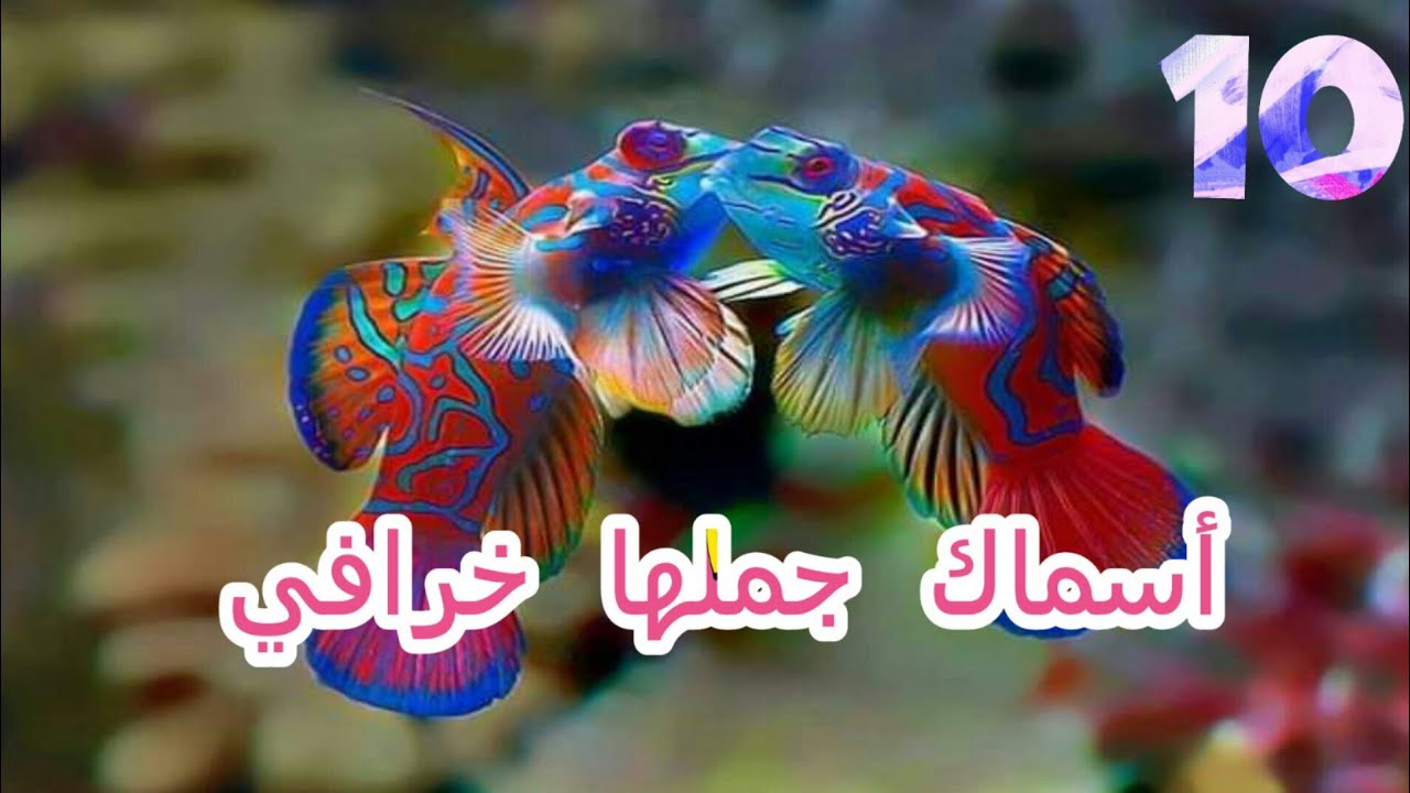 اجمل 10 اسماك ملونة تعيش في البحار شاهد عظمة خلق الله