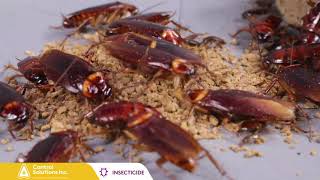 Cockroach Time Lapse with Doxem IG Bait