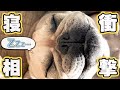 花ちゃんの寝相とイビキがすごすぎる件…w【フレンチブル】【花梅】
