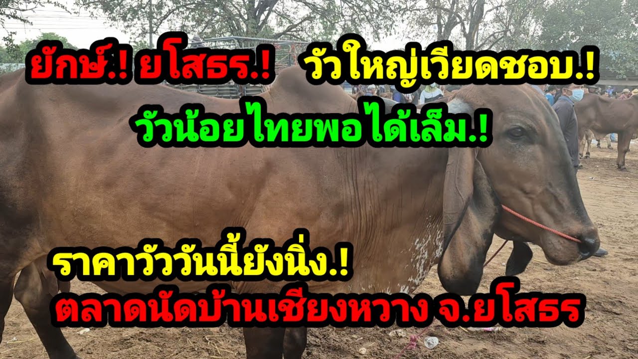 ราคาวัววันนี้ เปิดราคาวัวล่าสุดวันนี้ สำรวจราคาวัวตลาดนัด#เปิดราคาวัวงาม#การซื้อ ขายวัวเนื้อวัวขุน