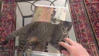 Mr. Kitties tries to get his mouse through glass table.