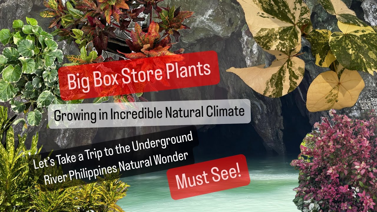 Big Box Store Plants Growing In Natural Environment Phiippine's