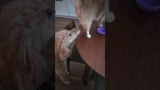 @cguthrie92: If you were wondering how the cat gets inside 😊 #kitty #cat #catlover