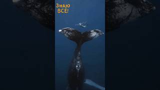 🤯😍Киты - Самые Большие в Мире Животные! Настоящие Гиганты Нашей планеты!  #животные #киты #океан