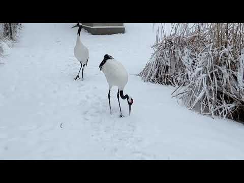 #NatZooZen: Red-Crowned Crane