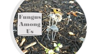 Fungus Among Us - Mushrooms (Parasola plicatilis) in the Compost
