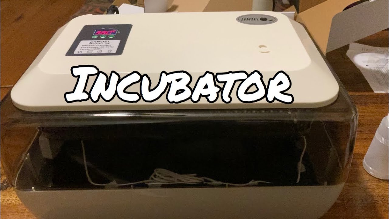 Incubator, Janoel Incubator, Incubator Australia, Hatching backyard chickens