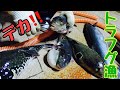 【バッシャ】正式名称は魚込せ網漁業と言います。巨大な網で魚を一網打尽にします。