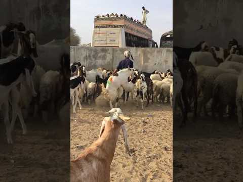 ماعز جميل جدا يلتقي مع ماعز وصاحبه معه  