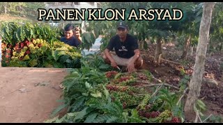 PANEN SEKALIGUS PEMANGKASAN KLON ARSYAD di kebun bang saputra