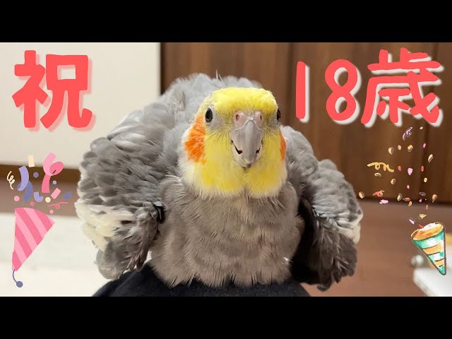 オカメインコ】かめちゃん18歳になりました🎊 Happy 18th Birthday my