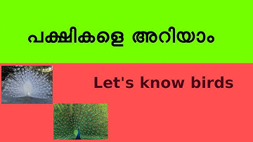 പക്ഷികളെ അറിയാം ||Wonder World of Birds || പക്ഷികളുടെ കൗതുകലോകം  White Board Media