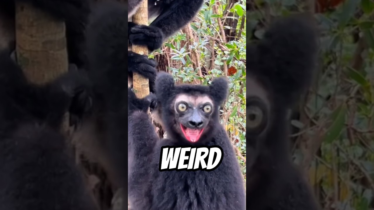 3 ANIMALS THAT HAS THE WEIRDEST DEFENSE