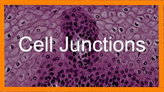 Epithelial Cell Junctions