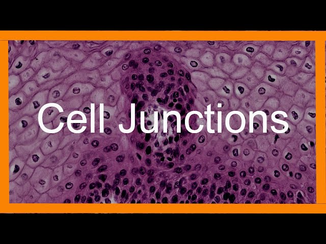 Epithelial Cell Junctions class=