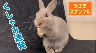 スナッフル Youtube