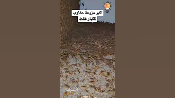 اكبر مزرعة عقارب ادهشت الجميع Shorts 
