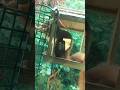 Eichhörnchen am naschen | Naturblick