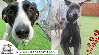 Pawadise - Your Pet's Paradise | Pets, Pet Services, Pet Groomers | Jacksonville NC