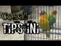 Lovebird Biar Gacor