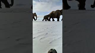 POV: You Encounter a Herd of Woolly Mammoths in the Snow