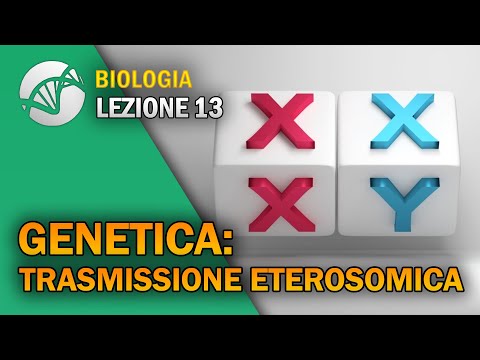 Video: I cromosomi sono sempre a forma di x?