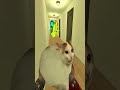 Selene Vs Cockroach Nextbot Gmod
