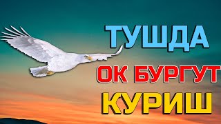 Туш табири - Тушда ок бургут куриш