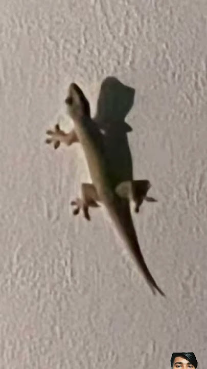 #tiktiki 🦎#shorts #trending #video #like 👍