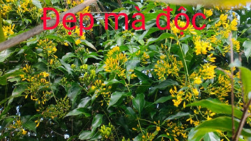 Cây lá ngón ở Tây Nguyên | Lá ngón độc thế nào | Ông giáo Vlog |