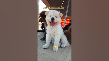 cute dog | cún cực cưng #dongvat #funny #pets #thucung #cute