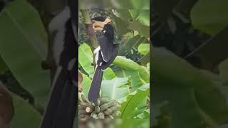 Malabar pied hornbill | Watch how he eats banana #shorts