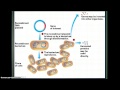 Biotechnology and Genetic Engineering Quiz