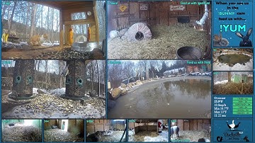 FREE DAILY FEED - Relax with ducks, goats, pups, squirrels, bunnies and other animals!