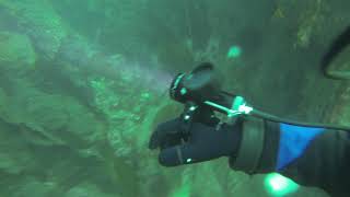 allan island ,washinton dive