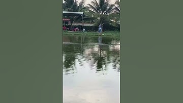 #Shorts Báo cá tra năm 2024 clip 35 - Hồ Câu Vườn Dừa ấp Ngã Tư, xã Nhuận Đức, huyện Củ Chi, TP HCM