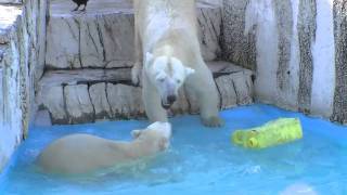 ポリタンクを取り合うホッキョクグマ~Polar Bears scrambles for a polyethylene tank