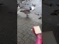 Birds where just not tempted by a slice of bread. But the seagulls went mad for it lol