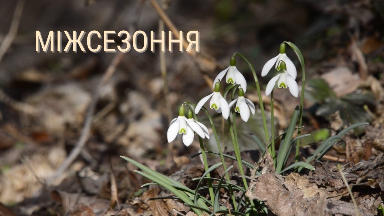 Міжсезоння. Про сад, життя і те, що не обов’язково  22/02/2026