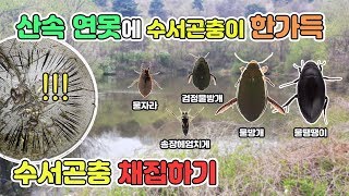 산속연못에서 뜰채질을 해봤더니... 수서곤충 파티!![TV생물도감]