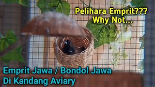 Ternak Burung Hama Di Kandang Aviary | Ternak Emprit Jawa - Bondol Jawa | Finches Birds Breeding