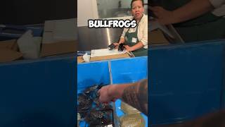 SAVING these BULLFROGS from the FOOD MARKET