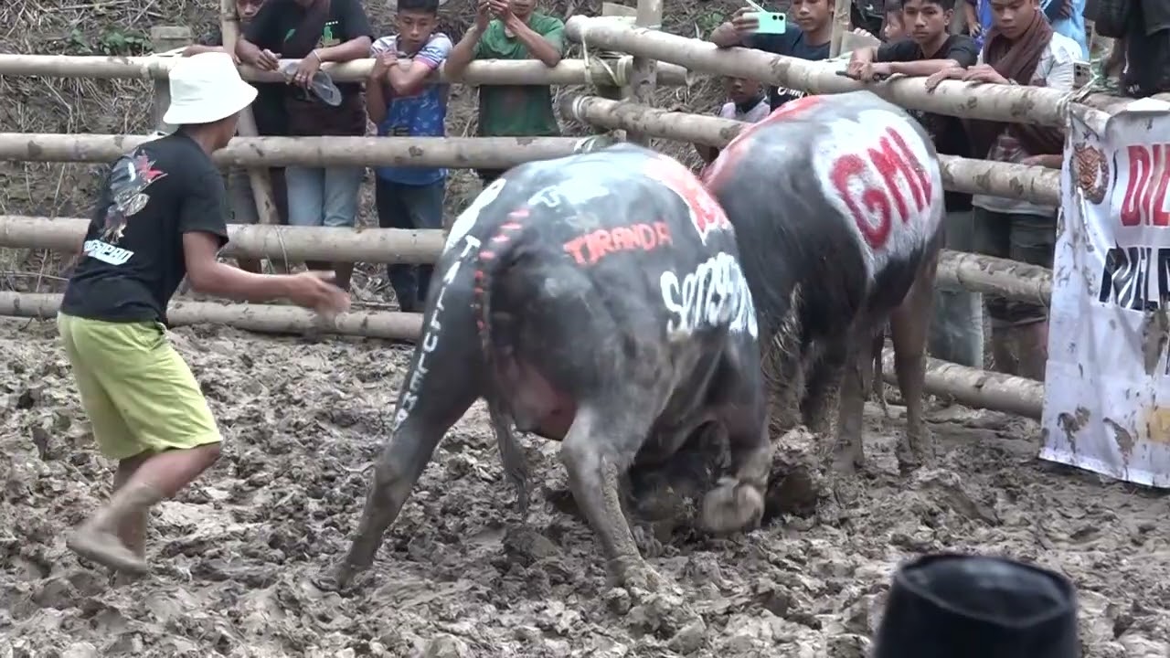 MAKPASILAGA ARENA AMPANG BASSI TONDON LANGI' ALMARHUM NEK SELY VIDEO 08
