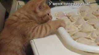 Смешные кошки! Котики пытаются поделить еду  прикол дня(Самое смешное видео с кошками! Самое, классное и смешное видео о кошках. Дети и кошки. Без ограничений по..., 2015-08-12T17:25:40.000Z)