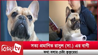 সত্য প্রমাণিত রাসুল (সা.) এর বাণী, কথা বলার চেষ্টা কুকুরের!  Bijoy TV by BIJOY TV 5,255 views 9 hours ago 2 minutes, 38 seconds