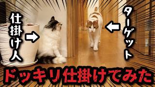 面白すぎｗｗｗ猫が猫にドッキリを仕掛けまくってました（笑