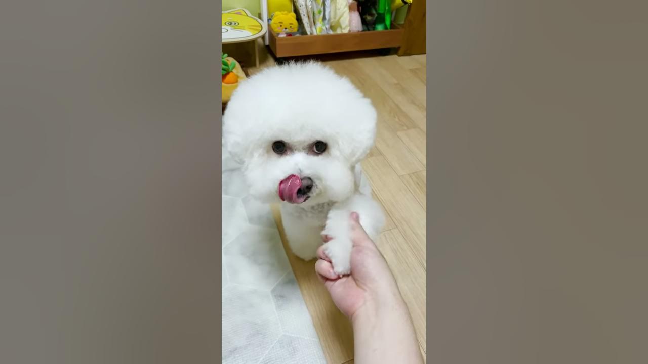 오빠 방 최대주주 보리 #shorts