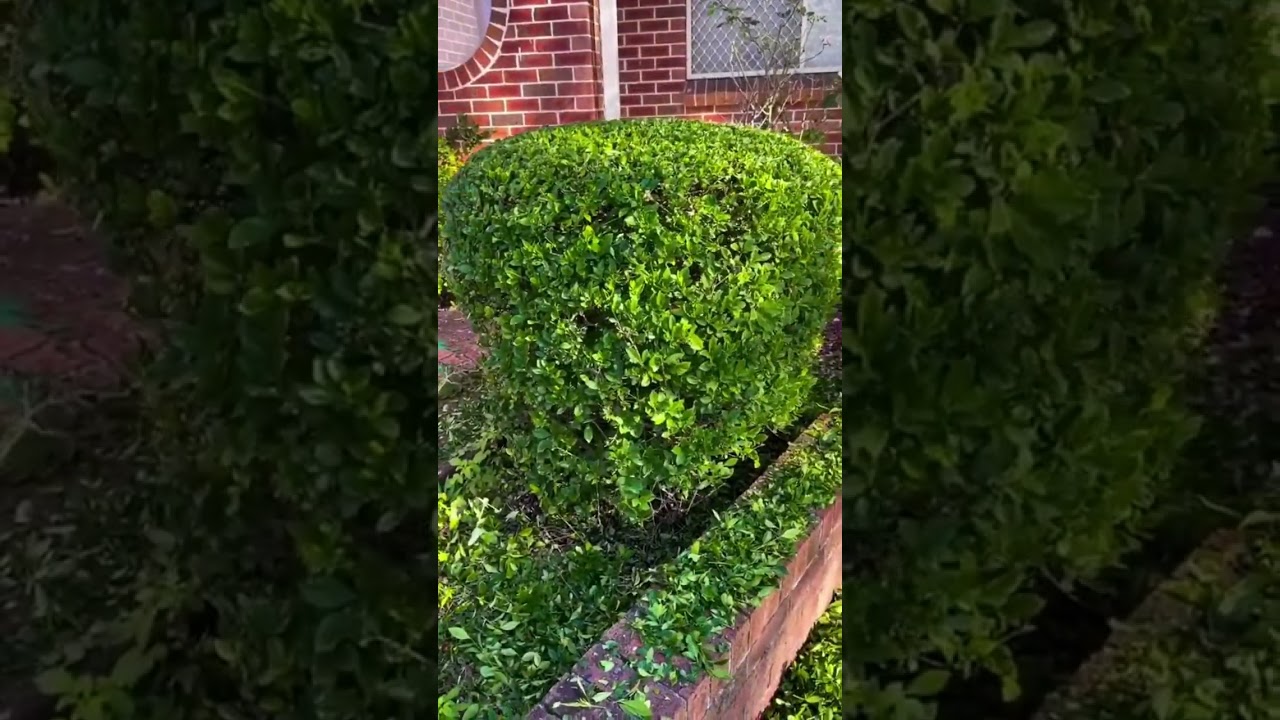 Add curb appeal to your home with our top-notch hedge trimming services