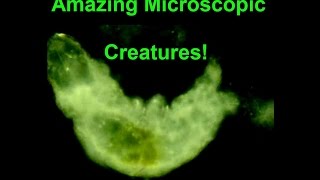 Amazing Microscopic Creatures!