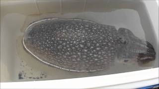 シリヤケイカ Youtube